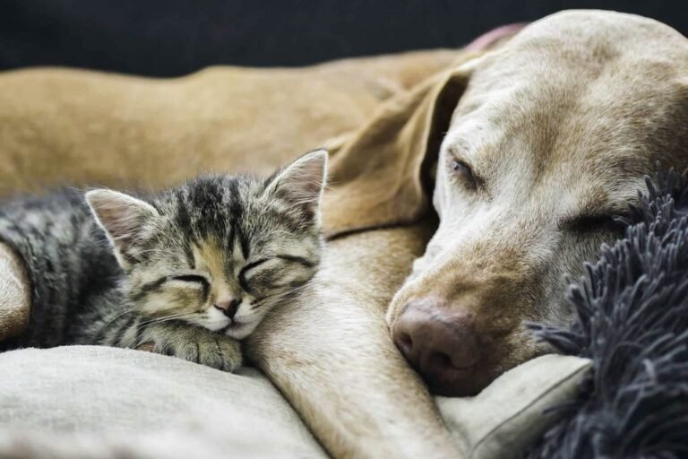 The Year-Round Pet Care Calendar: A Seasonal Guide to Pet Wellness