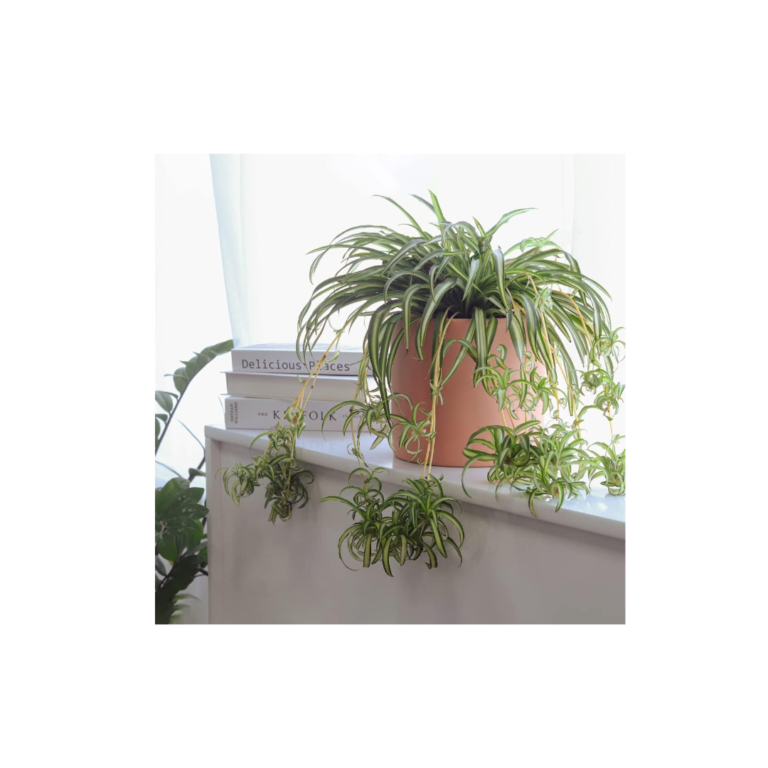 Succulents Box Curly Spider Plant