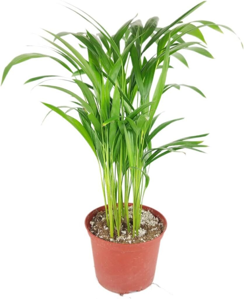 Areca Palm (6 Terracotta Pot) - Dypsis Lutescens - Palm Houseplants Palm - Live Healthy Houseplant