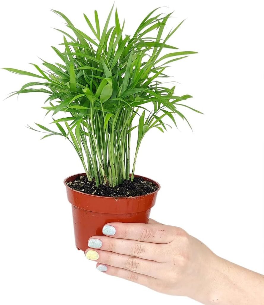 Areca Palm (6 Terracotta Pot) - Dypsis Lutescens - Palm Houseplants Palm - Live Healthy Houseplant