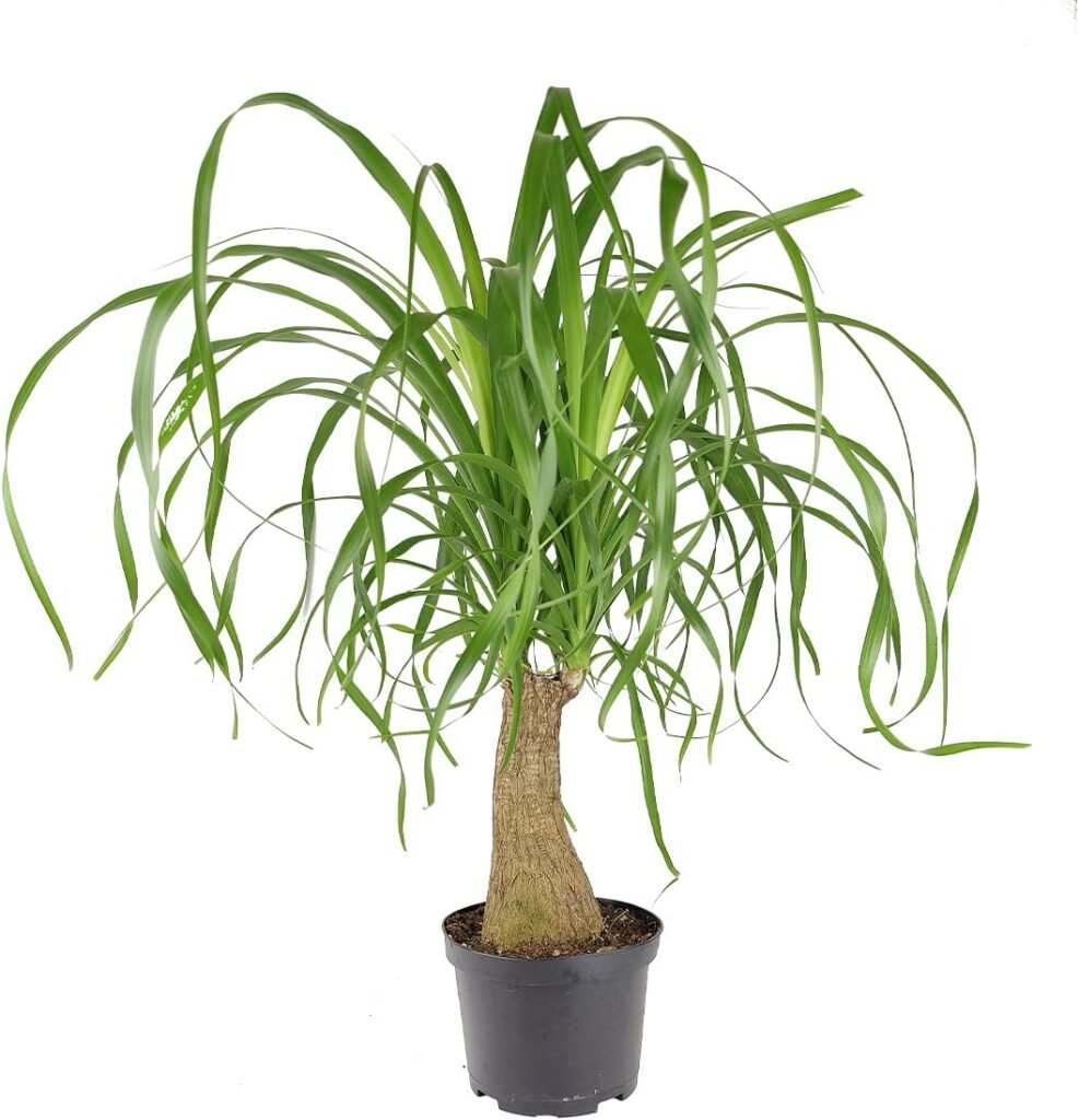 Beaucarnea recurvata Ponytail Stump Palm (6 Terracotta Pot) - Easy to Grow Houseplant - Live Healthy Houseplant for Home Office Decoration