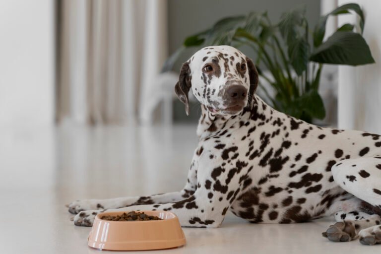 Balancing Your Pet’s Diet: Nutrition Tips and Tricks