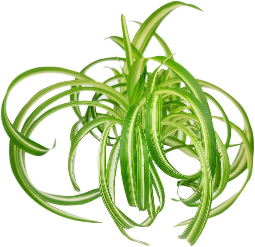 Bonnie Curly Spider Plant - Chlorpohytum Comosum (6 Grower Pot) | Variegated Curly Leaves, Easy to Grow, Easy to Care Houseplant | Live Healthy Houseplant for Home Office Decoration