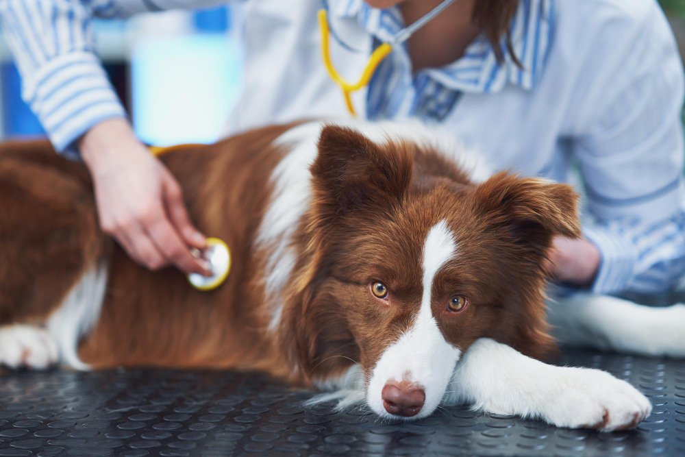 Pet First Aid