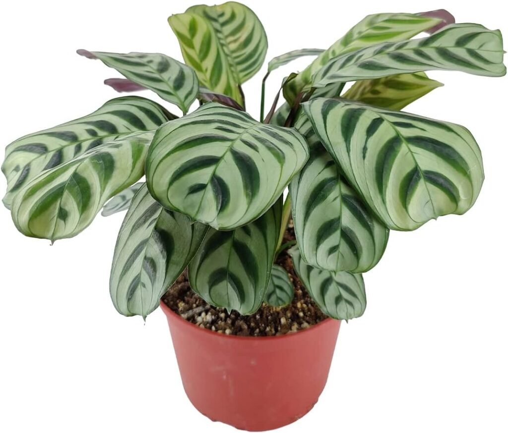 Calathea Burle Marx - Fishbone Prayer Plant (6 Terracotta Pot) - Calathea Plants - Tropical Houseplants - Great Air Purifying