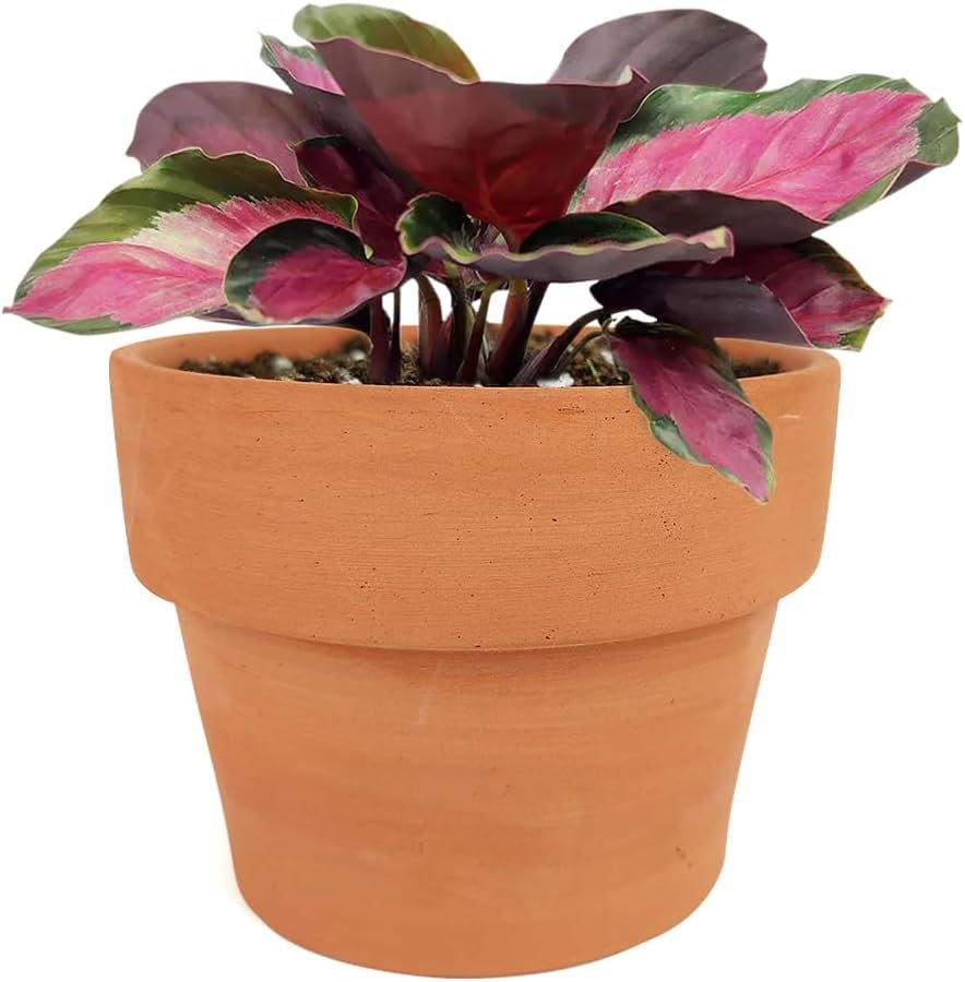 Calathea Rosy (4 Terracotta Pot) - Pink Prayer Plant - Calathea Roseopicta - Tropical Houseplants for Home Decoration