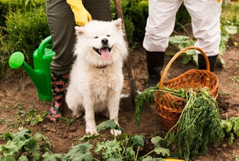 Gardening with Pets in Mind: Choosing Pet-Safe Plants