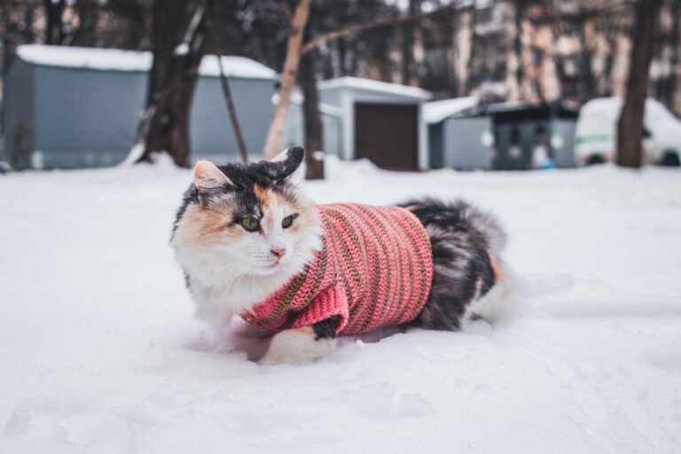 Preparing Your Pet for Seasonal Weather Changes