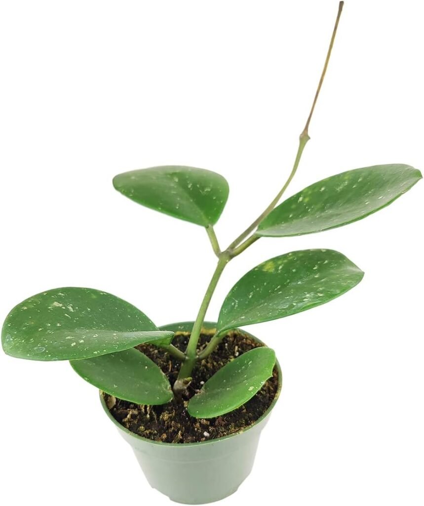 Hoya Obovata Splash (6  Terracotta Pot) - Flowering Houseplant - Houseplant Decor - Live Healthy Houseplant - Easy to Care Indoor Houseplant
