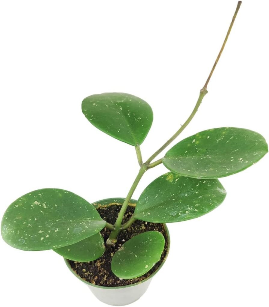 Hoya Obovata Splash (6  Terracotta Pot) - Flowering Houseplant - Houseplant Decor - Live Healthy Houseplant - Easy to Care Indoor Houseplant