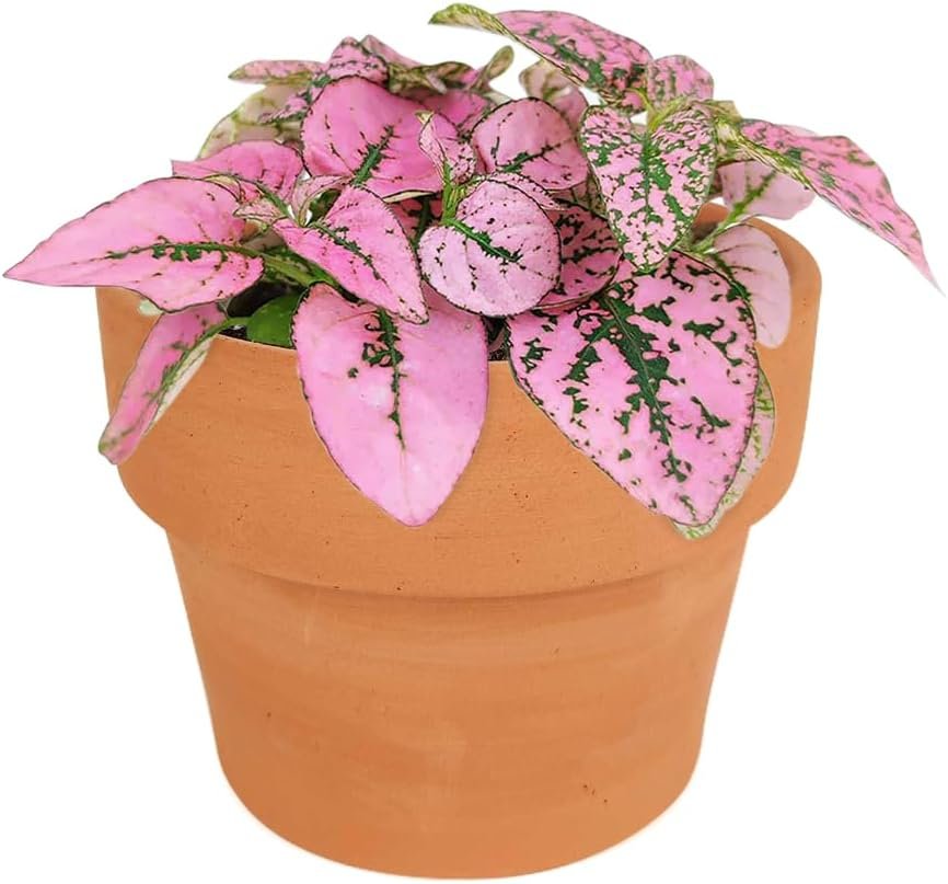 Hypoestes Phyllostachya Pink Splash (4 Terracotta Pot) -Healthy Houseplant- Easy Care Indoor Houseplant- House Plant for Home Office Decoration, DIY Projects, Party Favor Gift by The Succulent Cult