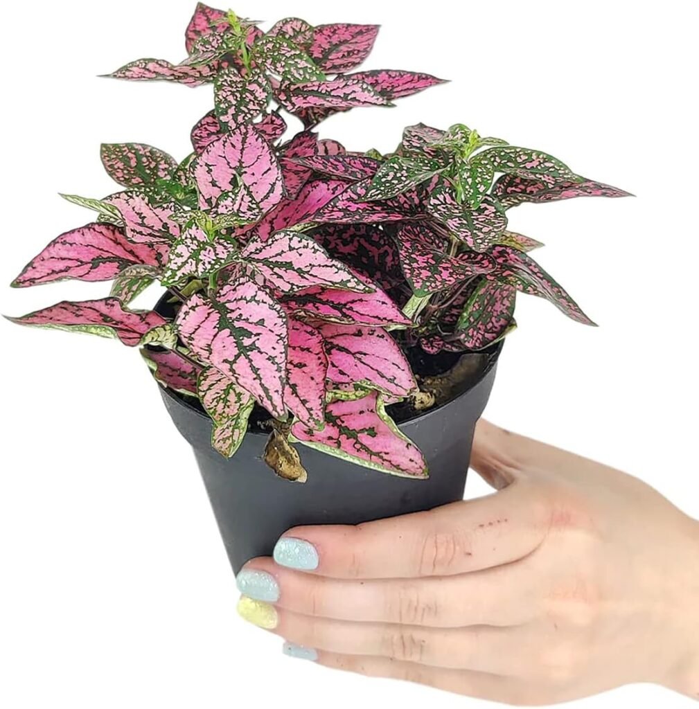 Hypoestes Phyllostachya Pink Splash (4 Terracotta Pot) -Healthy Houseplant- Easy Care Indoor Houseplant- House Plant for Home Office Decoration, DIY Projects, Party Favor Gift by The Succulent Cult