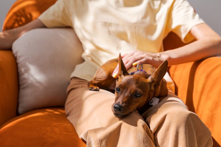 The Benefits of CBD for Pet Stress and Anxiety