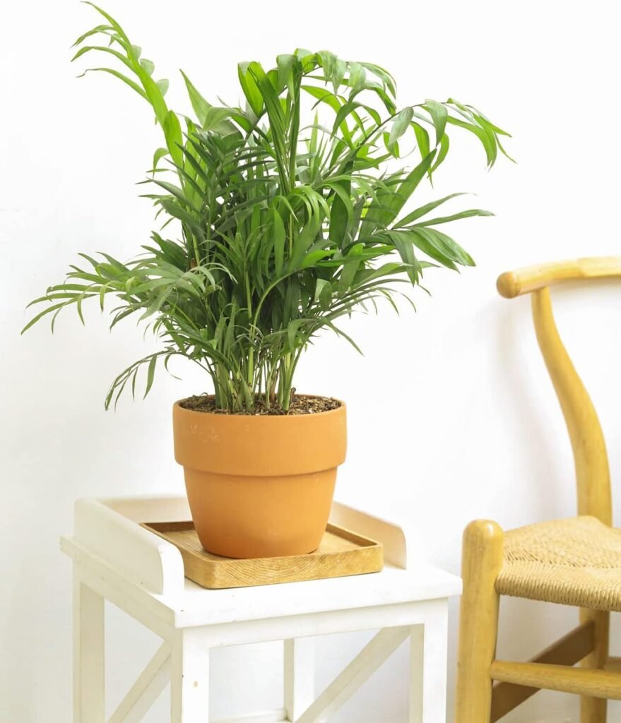 Neanthe Bella Palm (6 Terracotta Pot) - Air Purifying and Live Healthy Houseplant - Easy to Grow, Easy to Care Indoor Houseplant