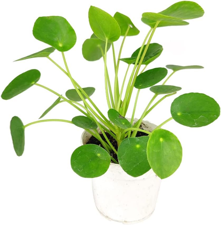 Pilea Peperomioides (4 Grower Pot) - Air-Purifying Bright Light Houseplant - Easy to Care Houseplant Decoration for Office and Apartment