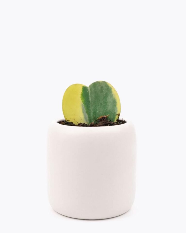 Succulents Box Rare Hoya Kerrii Heart (4″ Grower Pot) Review