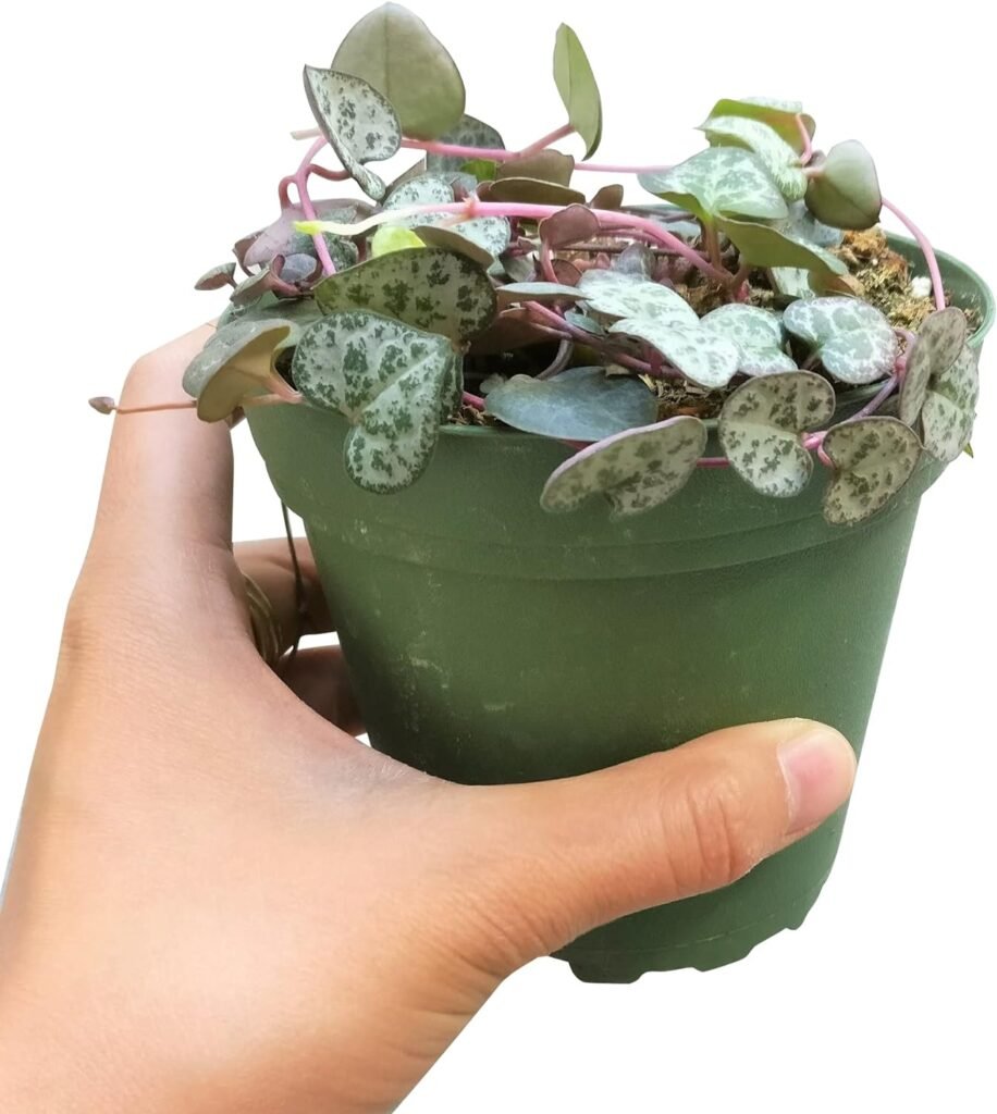 String of Heart (Not Variegated) (4 inch + Clay Pot) - Ceropegia woodii - Heart Shaped Succulent - Indoor Succulent Plants