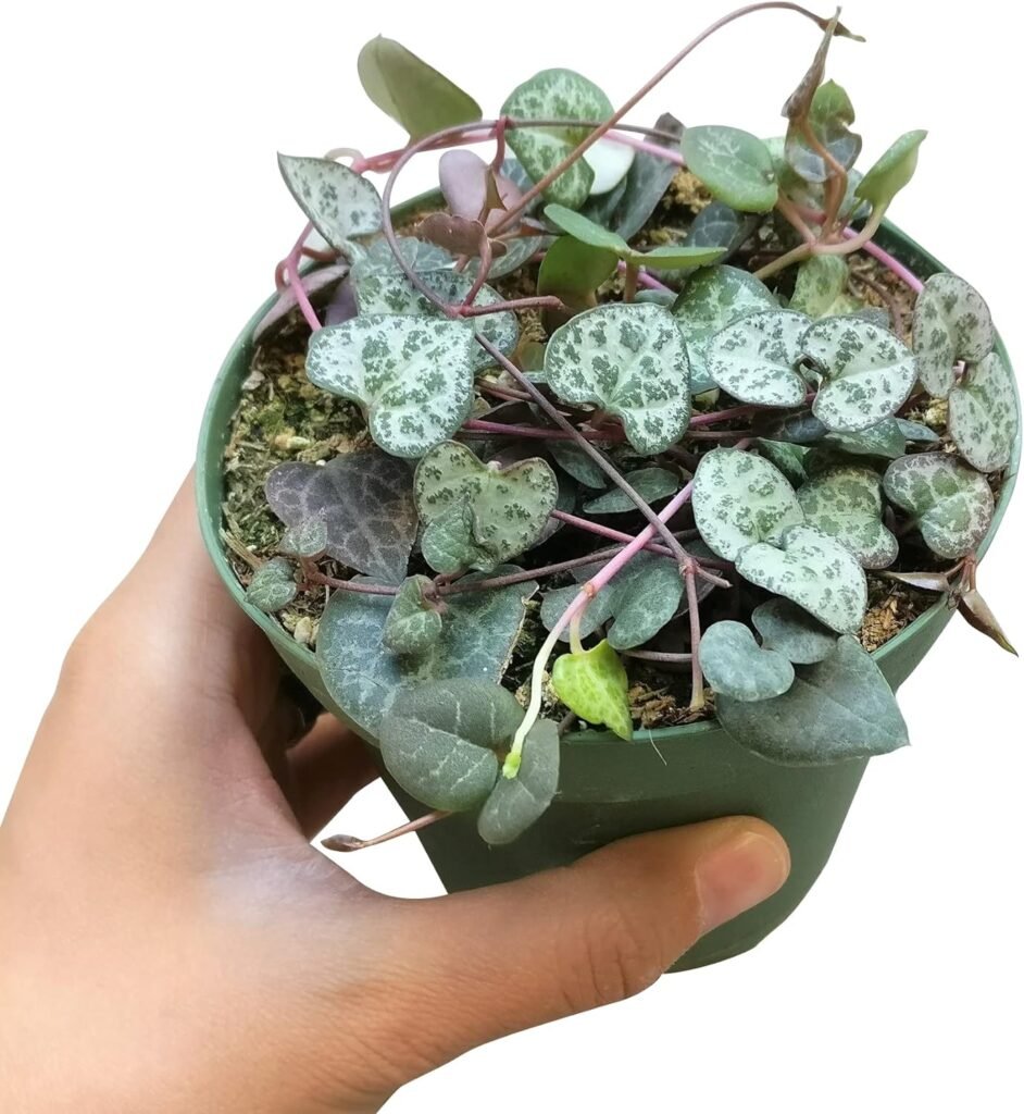 String of Heart (Not Variegated) (4 inch + Clay Pot) - Ceropegia woodii - Heart Shaped Succulent - Indoor Succulent Plants