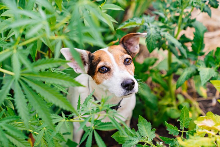 4 Best Hemp Products for Pets: Charlie & Buddy