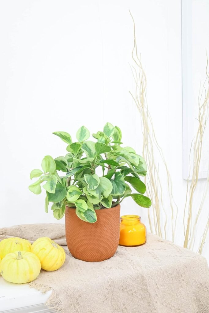 Variegated Baby Rubber Plant - Peperomia Obtusifolia Variegata (4 Terracotta Pot) - Air-Purifying, Easy to Grow Houseplant - Live Healthy Houseplant for Home Office Decoration