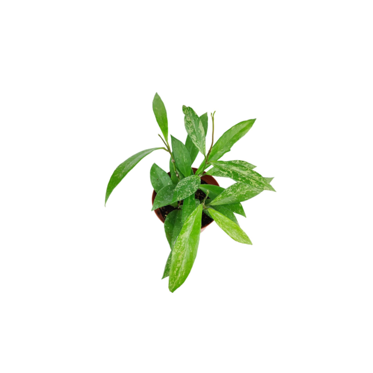 Succulents Box Hoya Pubicalyx Pink Silver (4″ Grower Pot) Review