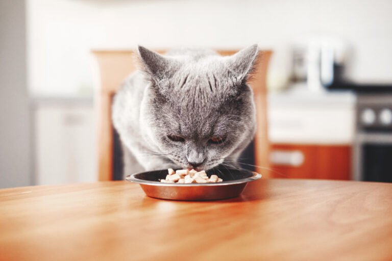 4 Best Automatic Cat Feeders: Cameras, WiFi Control, and More