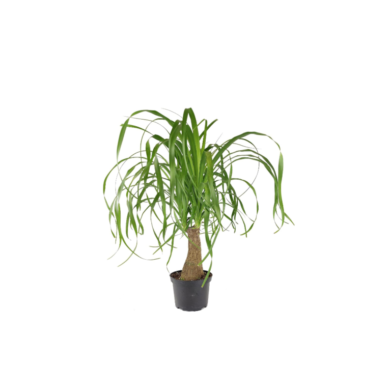 Succulents Box Ponytail Stump Palm (6″ Terracotta Pot)Review