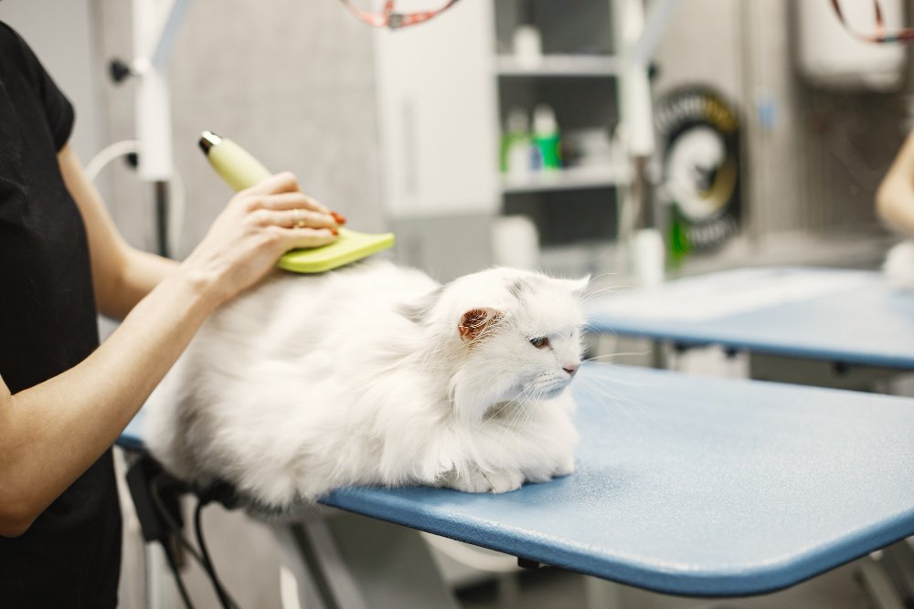 Why Are Pet Grooming Brushes Important
